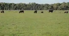 Pasturas: la planificación y el manejo hacen la diferencia