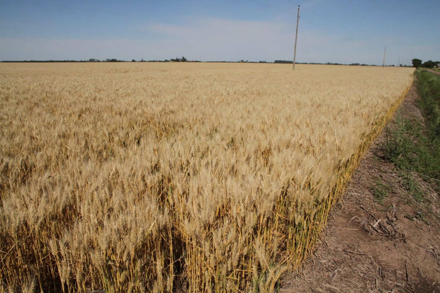 Record: se cosecharon 443.100 hectáreas de trigo en Entre Ríos