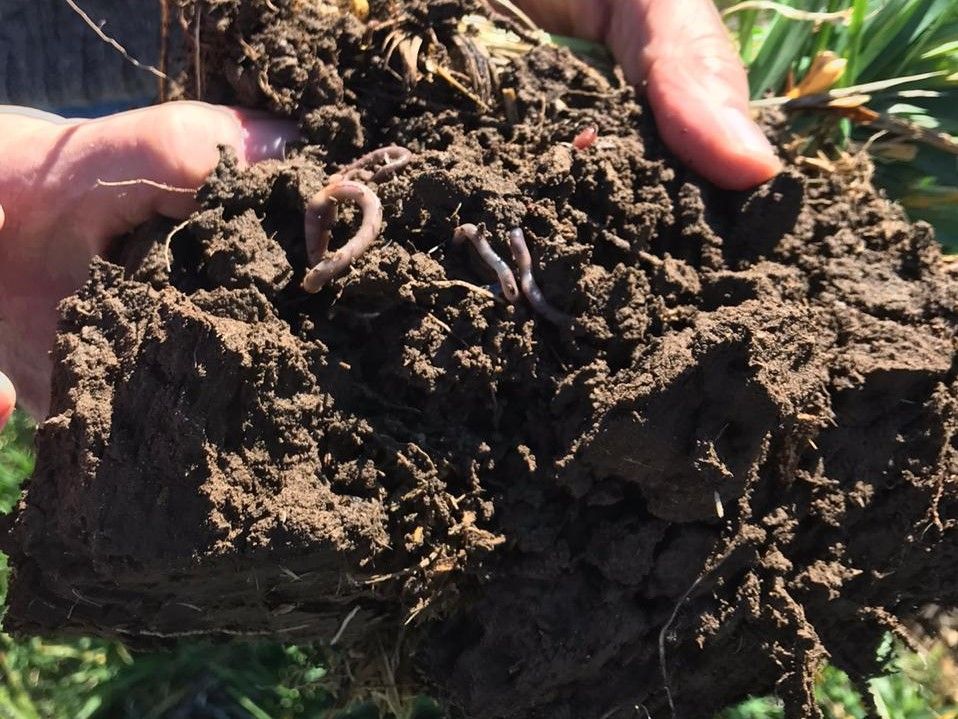 El agro que viene: ¿con o sin fertilizantes?
