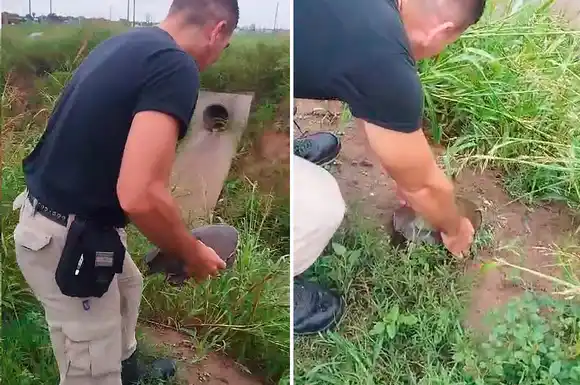 VIDEO | Agentes de la GUR rescataron una tortuga y la liberaron en su hábitat natural