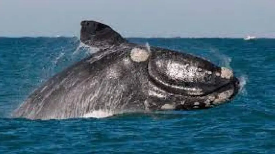 Avistaje de ballenas en Mar del Plata: ¿Cuál es el protocolo?