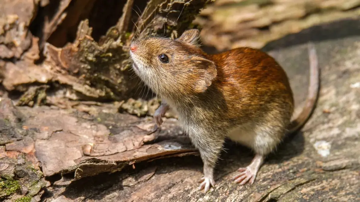 El roedor, principal vector del Hantavirus. Se refuerza el bloqueo sanitario en General Belgrano tras el fallecimiento de una niña de 10 años.