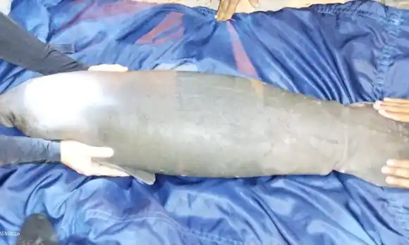 Rescatan a bebé manatí en el río Magdalena (+ Video) 