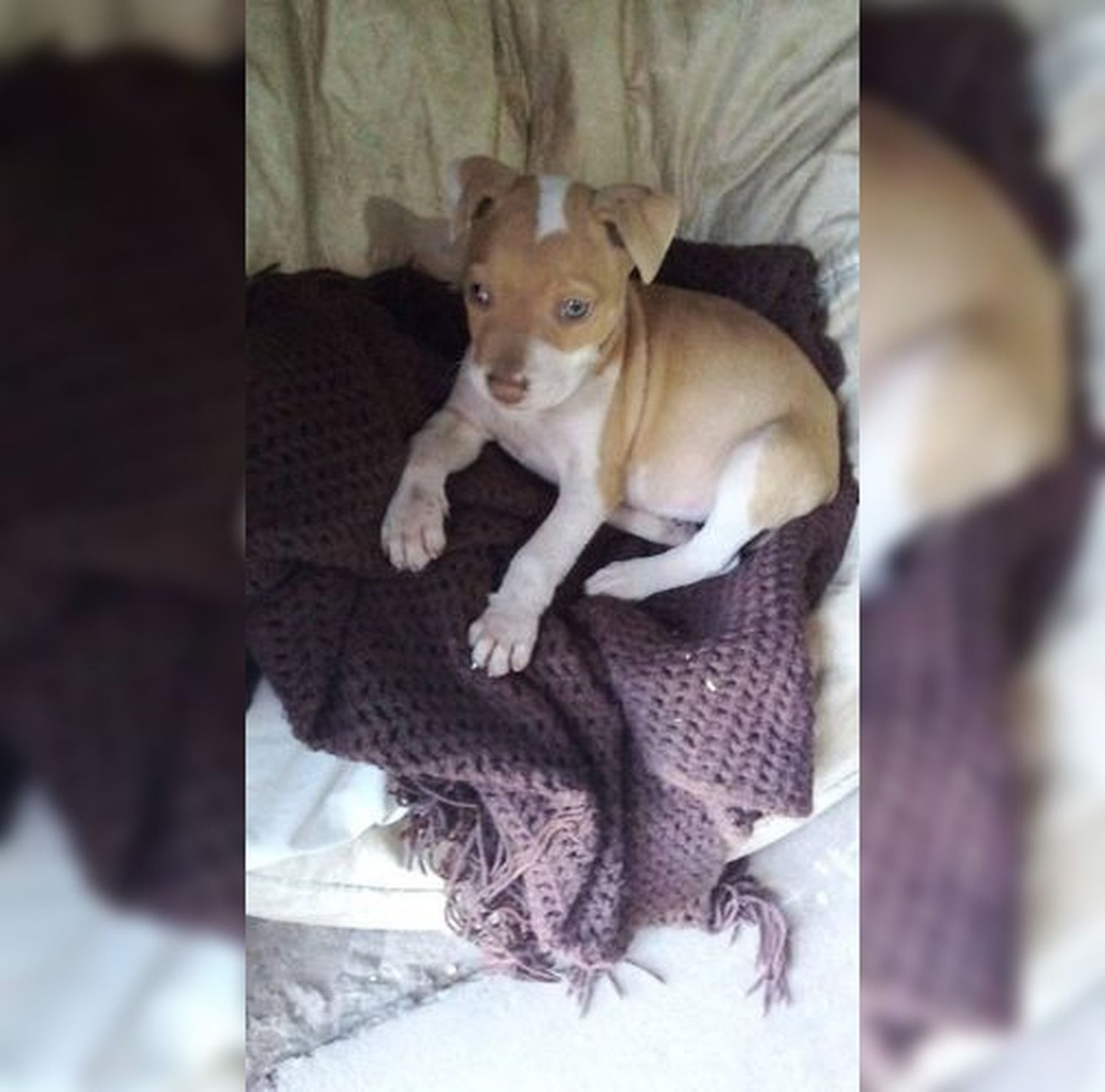 Se extravió perra de 6 meses cerca de la escuela N°11