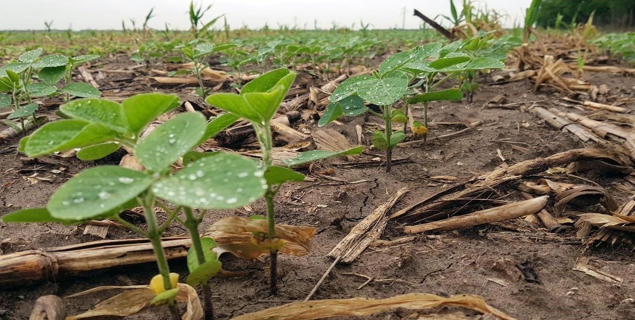 El centro de Buenos Aires superó los 220 mm, igual que el norte de Entre Ríos; el norte de Córdoba cerró el mes con 120 a 150 mm y en el centro norte de Santa Fe incluso se superaron esos valores.