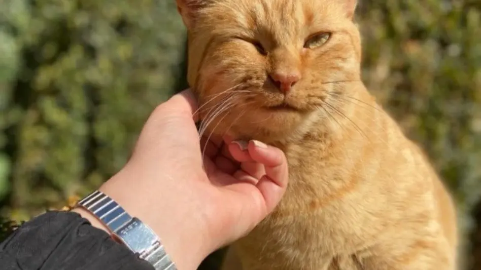 Nuevo cronograma para el quirófano móvil de animales