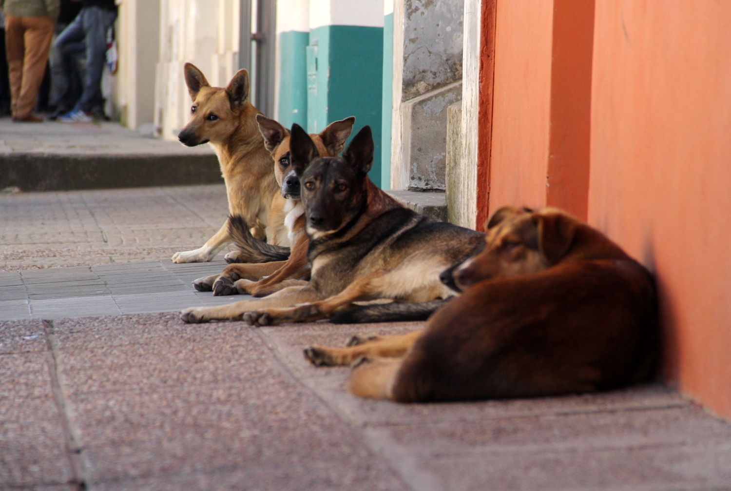 Perros callejeros: cuántos se calcula que hay en Gualeguaychú