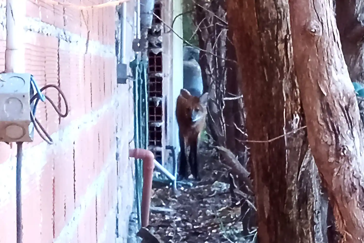 El aguará guazú apareció en una casa de Villa Jardín.