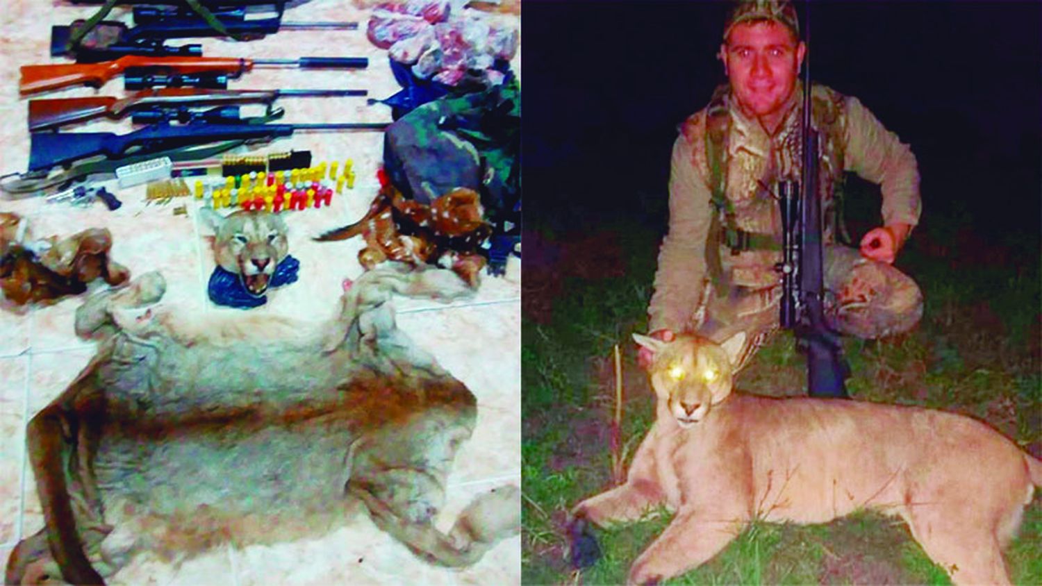 Deberá rendir cuentas ante la justicia el cazador del puma
