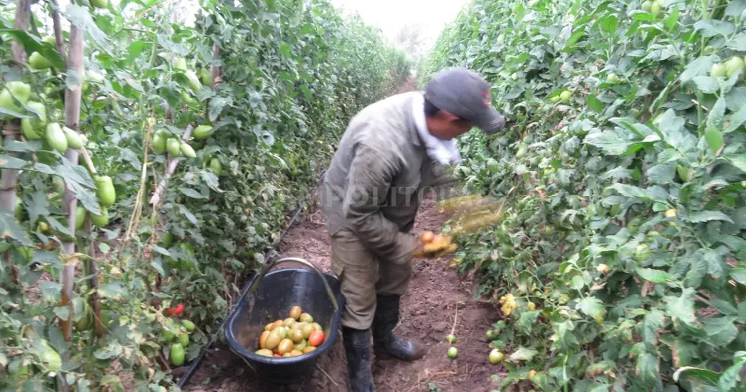 Los trabajadores temporales no quieren ser registrados por temor a perder el plan.