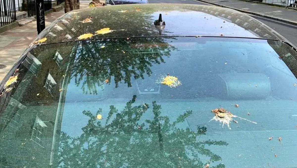 El truco de los cubitos de hielo para sacar excremento de pájaro de la chapa del auto sin dañarla