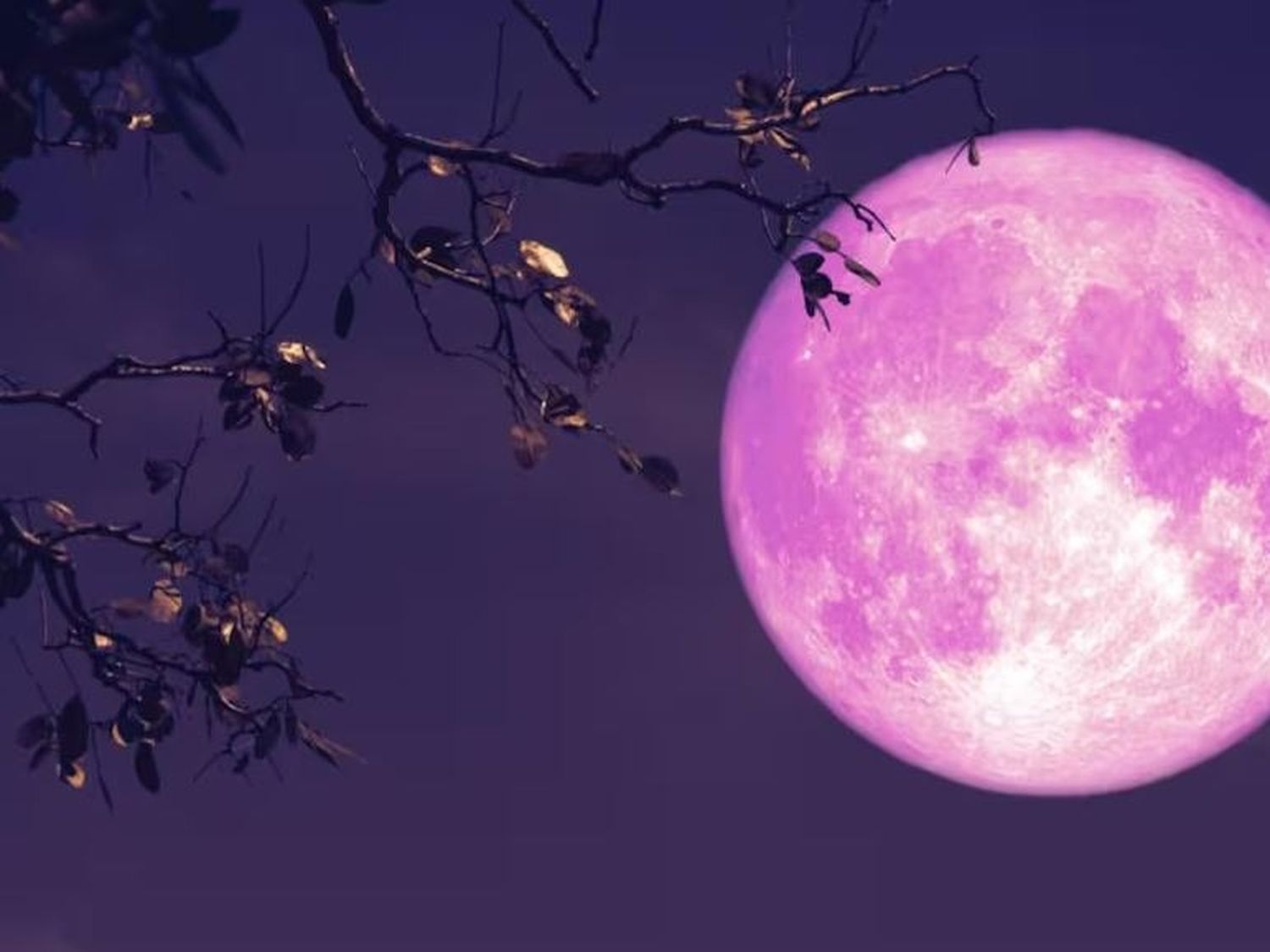 Hoy iluminará la Luna de Fresa: a qué hora se ve mejor desde Gualeguaychú y qué significa