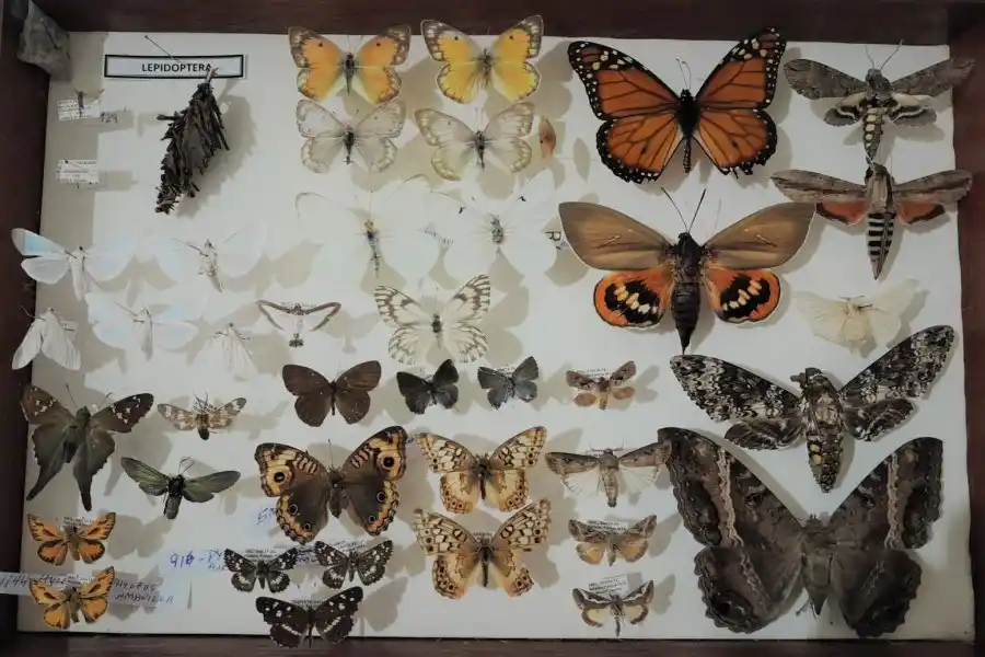 Se inaugura muestra sobre el fascinante mundo de los insectos