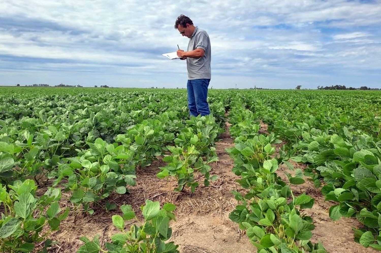 “En tan solo siete días, el área con condiciones de cultivo de muy buenas a excelentes, disminuyó del 90% al 65%, mientras que el 10% de los lotes se encuentra en condiciones regulares o malas”, planteó el informe. Foto: Gentileza