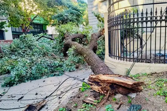 Un árbol cayó, rompió una reja y arrancó cables en el centro de Rosario