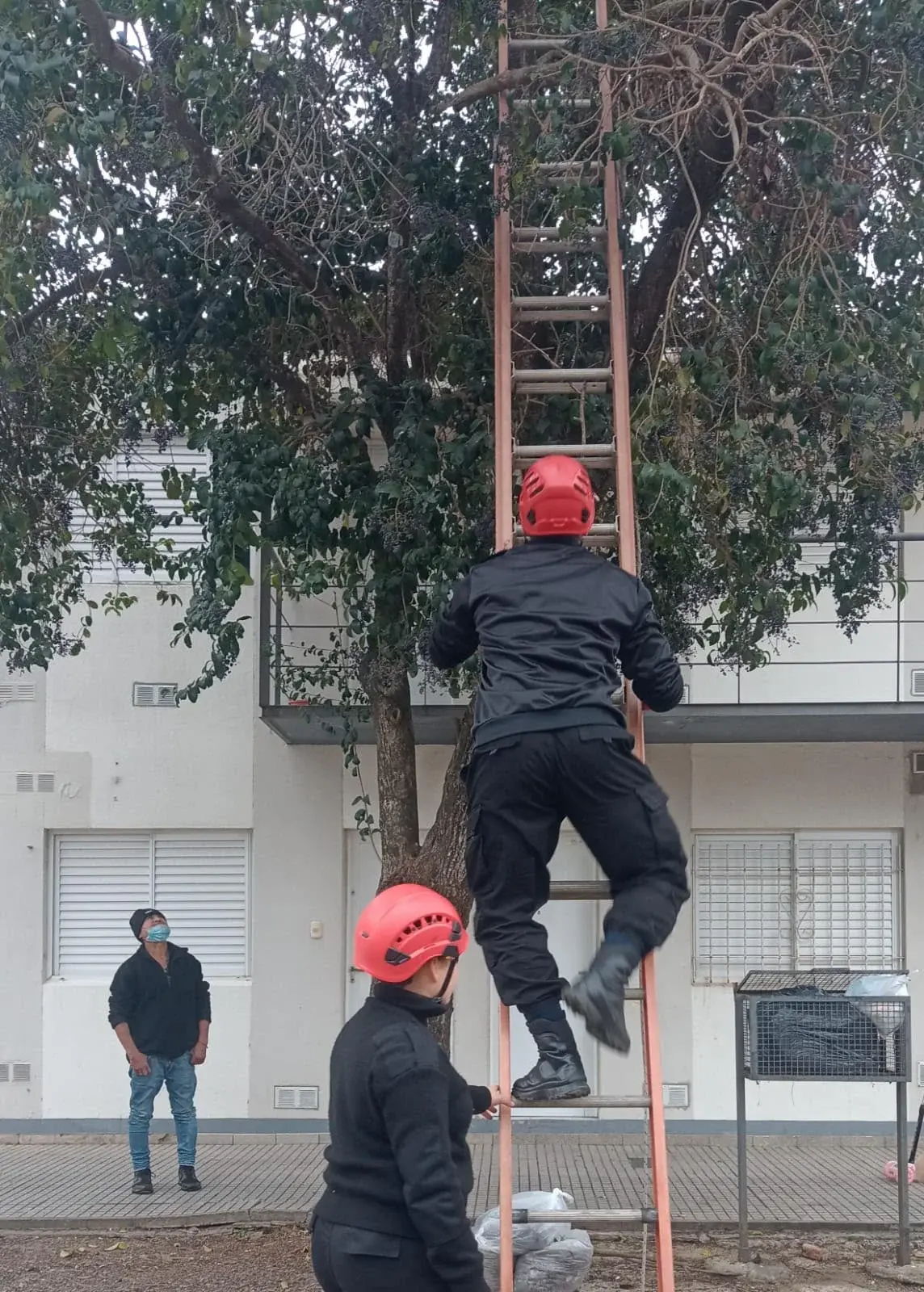 Bomberos rescataron a un gato atrapado a cinco metros de altura en Rafaela