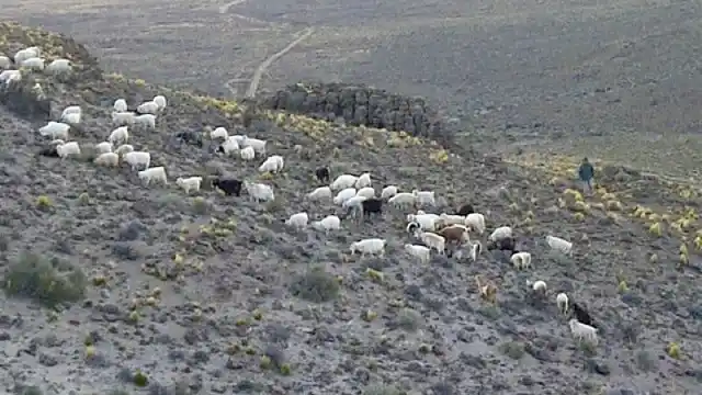 Agricultura lanzó el Plan Senderos Caprinos para la agricultura familiar campesina e indígena