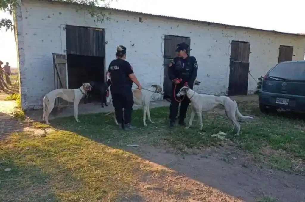 Desarticularon una carrera clandestina de galgos: rescataron más de 70 perros y demoraron unas 100 personas
