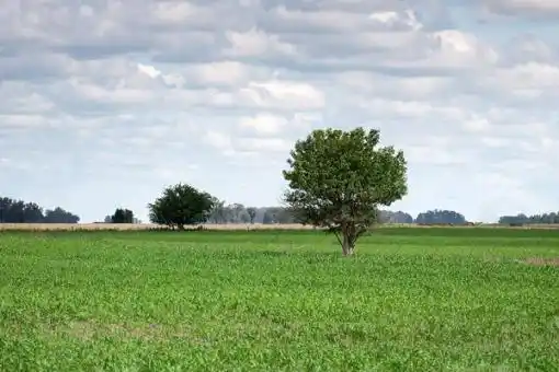 Aseguran que sólo el 6% de los campos está en manos de extranjeros