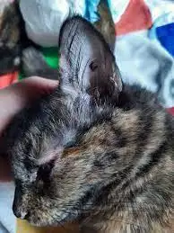 Veterinaria Municipal implementó un tatuaje para identificar mascotas castradas