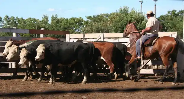 Según expertos del sector, la ganadería le está ganando terreno a la soja