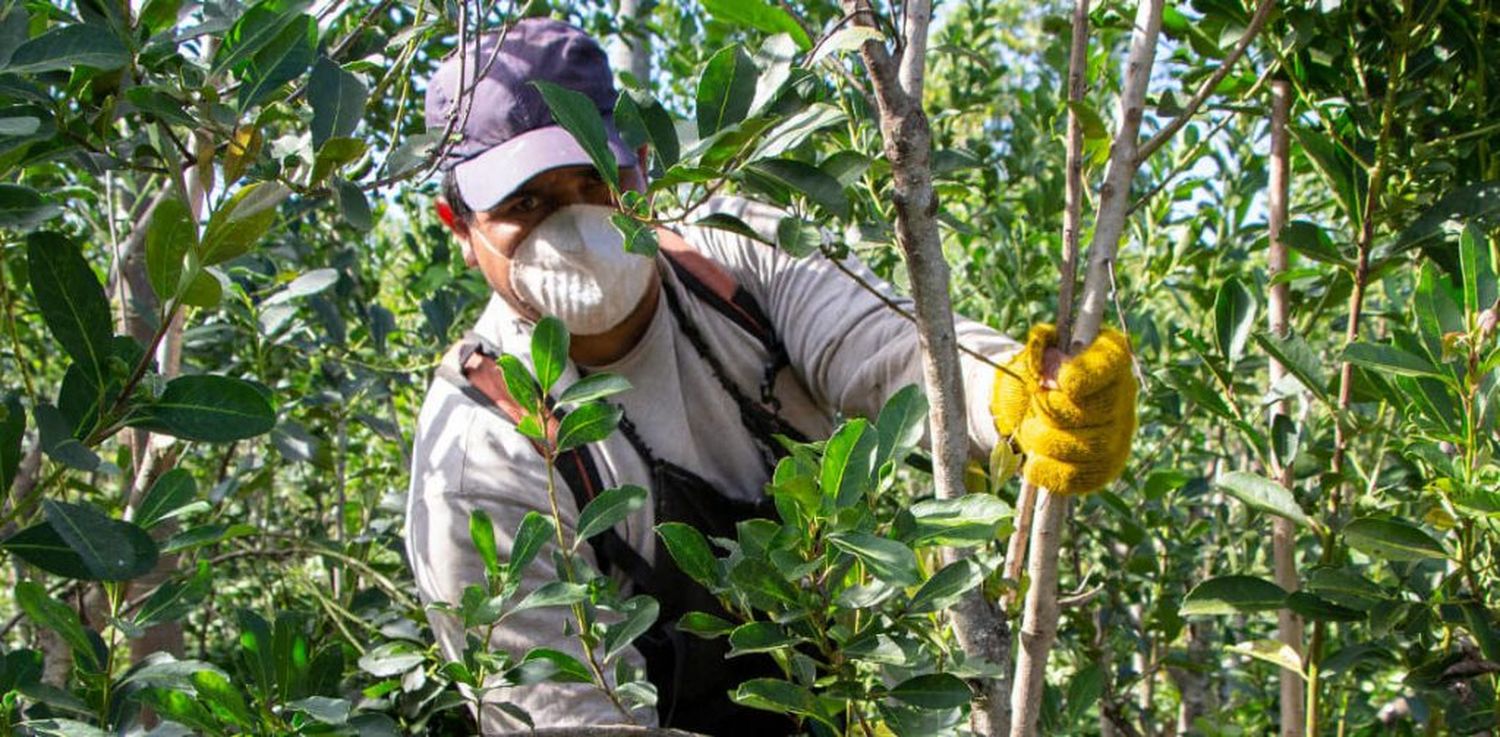 Sube un 33% la carga social para los tareferos