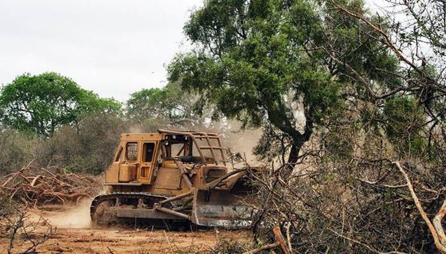 Conicet advierte sobre la deforestación en el Chaco