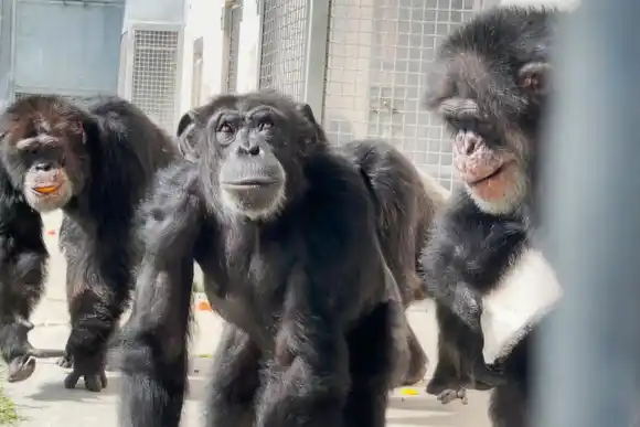 VIDEO | El asombro de una chimpancé al ver el cielo por primera vez tras ser liberada de su jaula