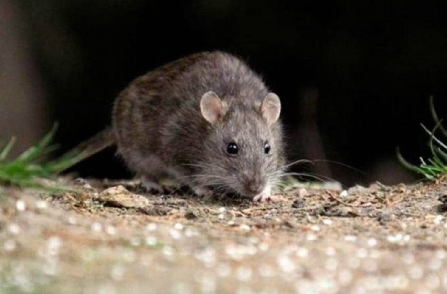 Hantavirus: "La cepa virósica del sur es más agresiva que la nuestra"