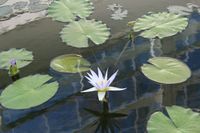 Consejos para crear jardines acuáticos de ensueño en tu casa