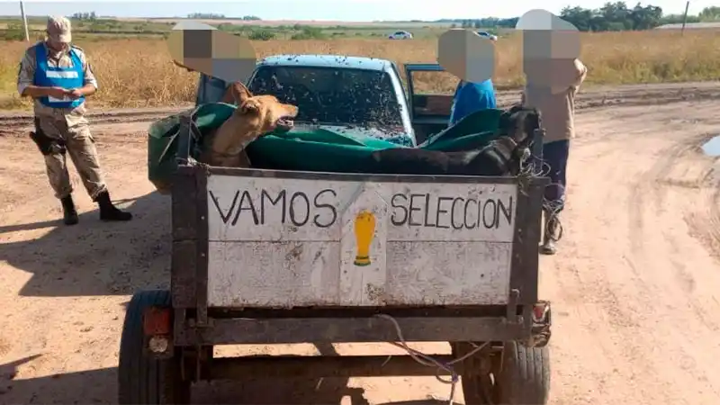 Encontraron a unos cazadores furtivos que transportaban perros de caza en un acoplado “mundialista”