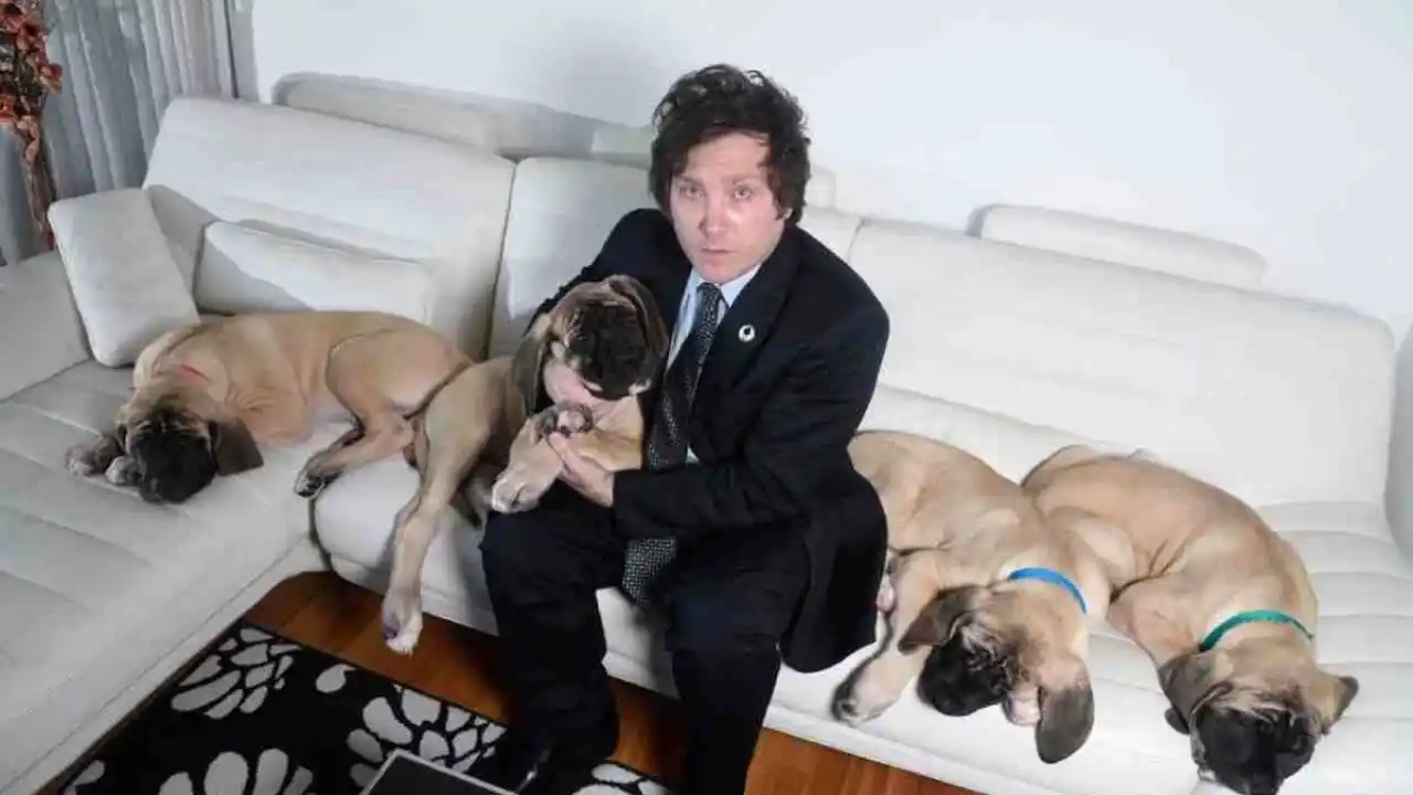 Fin del misterio: Revelaron donde están los perros de Milei