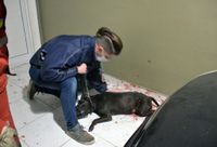 La etóloga Laura Colman explicó los motivos por los que el pitbull atacó