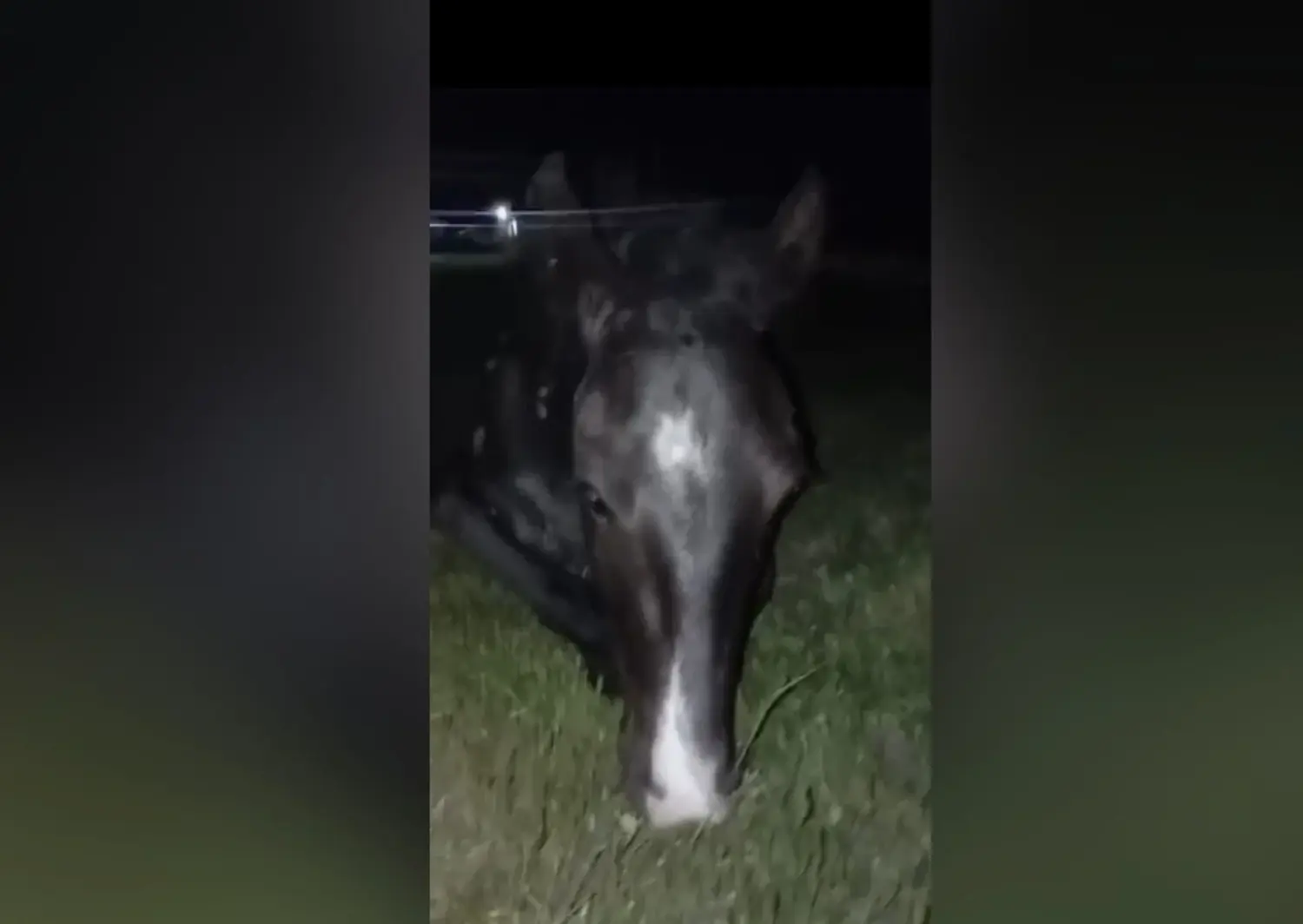 Buscan al dueño de una yegua preñada que encontraron herida en Frers y calle 82