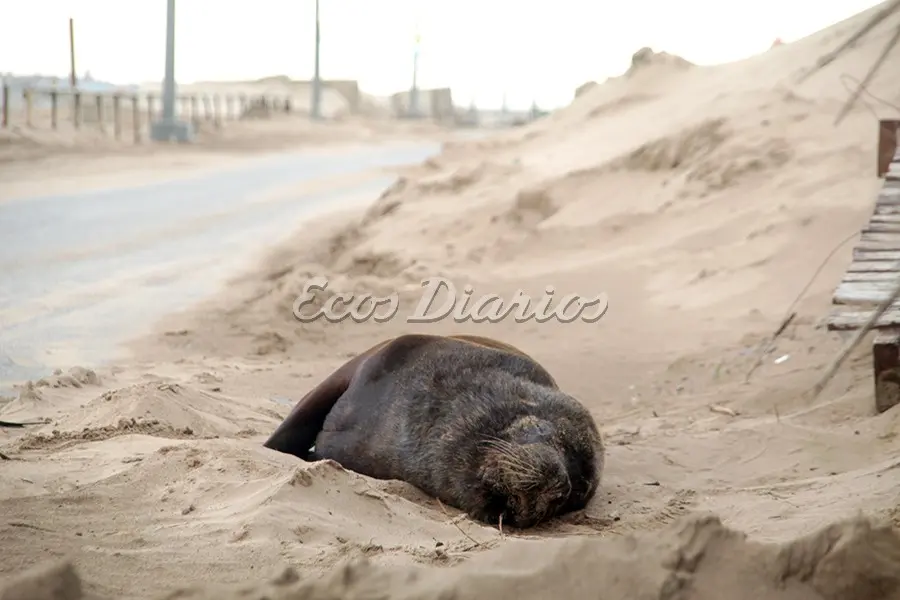 Se confirmaron casos positivos de gripe aviar en lobos marinos