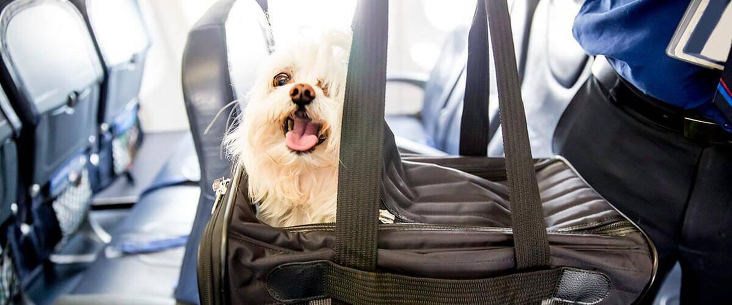 Otra aerolínea empieza a otorgar millas por mascotas