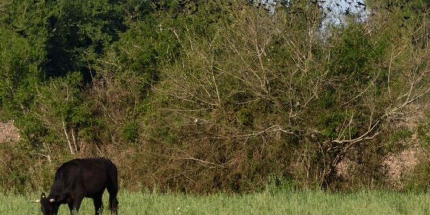 Sumarán al área natural protegida a un campo de Gualeguay que cría ganado japonés