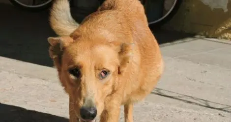 Buscamos a Zaya