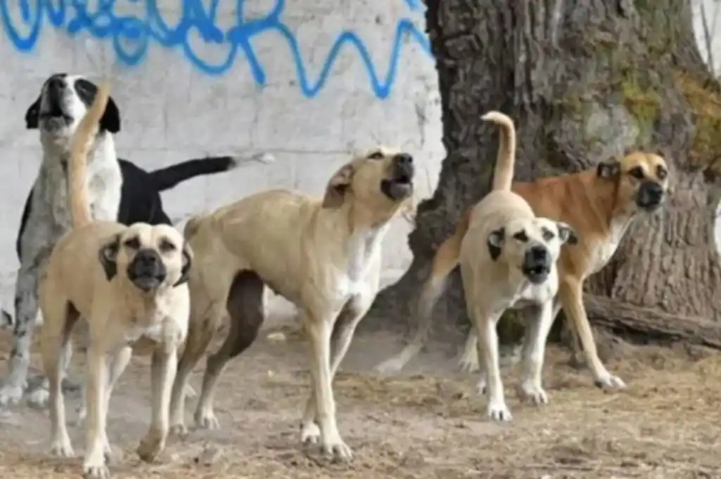 Un niño de 5 años fue salvajemente atacado por una jauría de perros en Mendoza y se encuentra grave