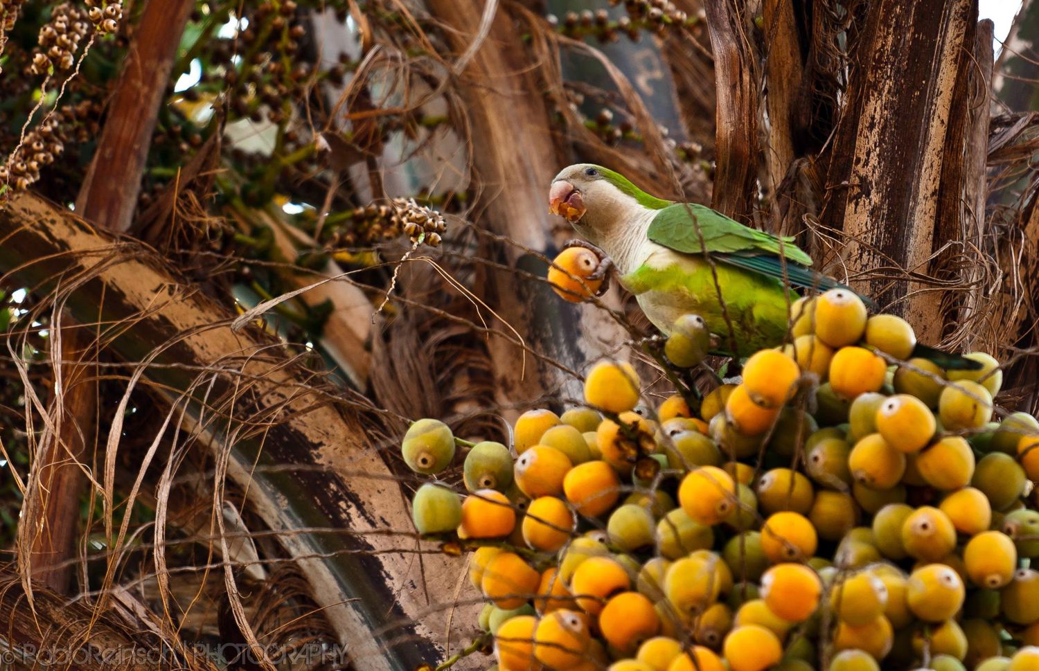 El pindó es el árbol frutal con mayor presencia en Posadas