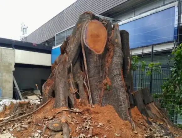 INCONSCIENTES: denuncian indiscriminada tala de árboles en Caracas