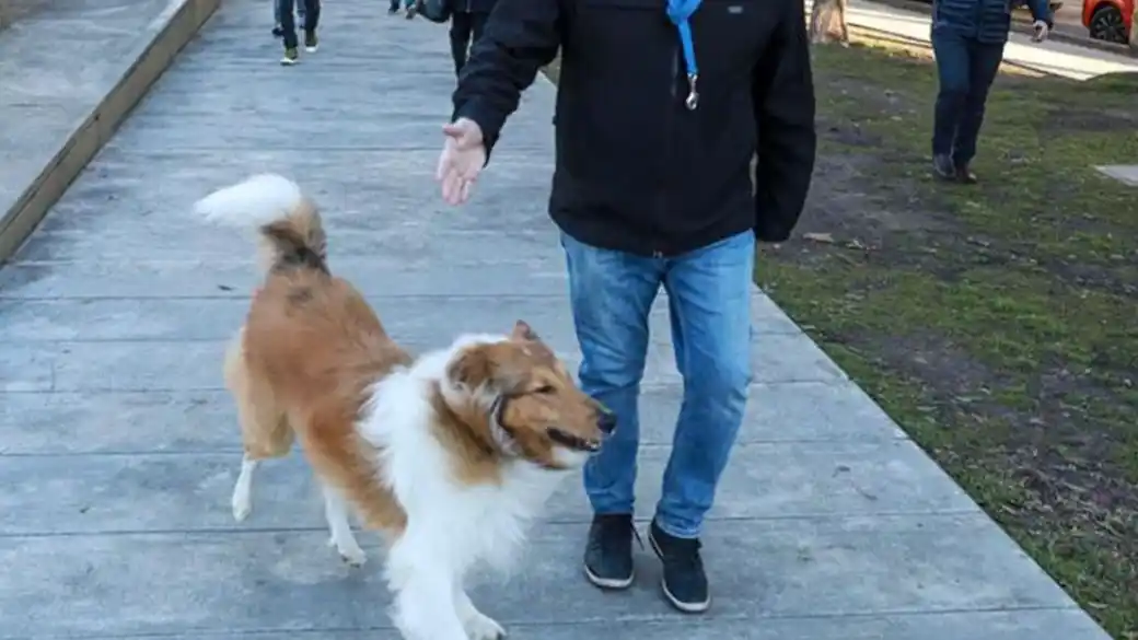 Dylan vivía junto a Fernández en el barrio porteño de Puerto Madero y tenía un paseador que lo sacaba a diario.