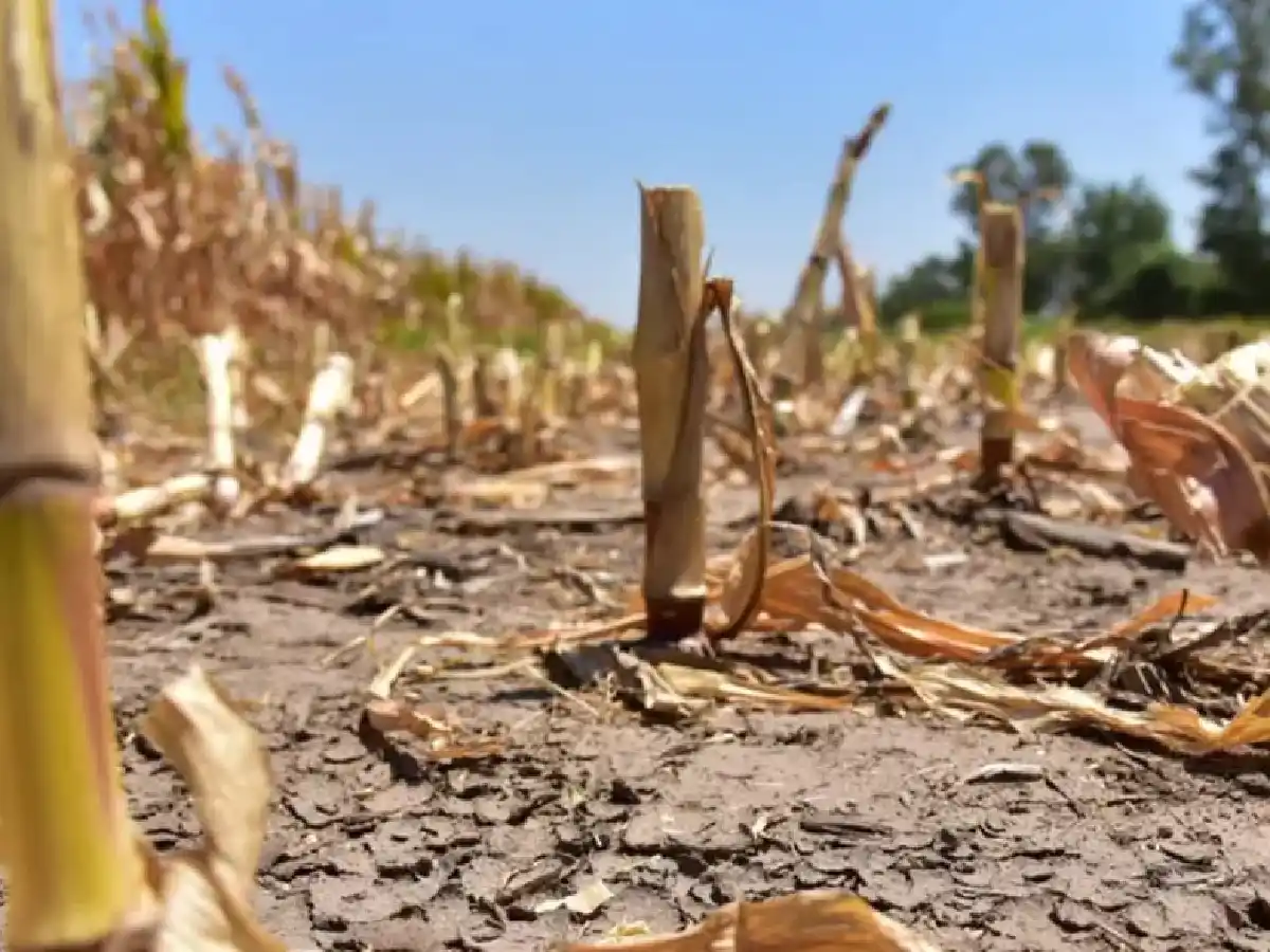 Por la sequía, declaran la Emergencia Agropecuaria en Córdoba 