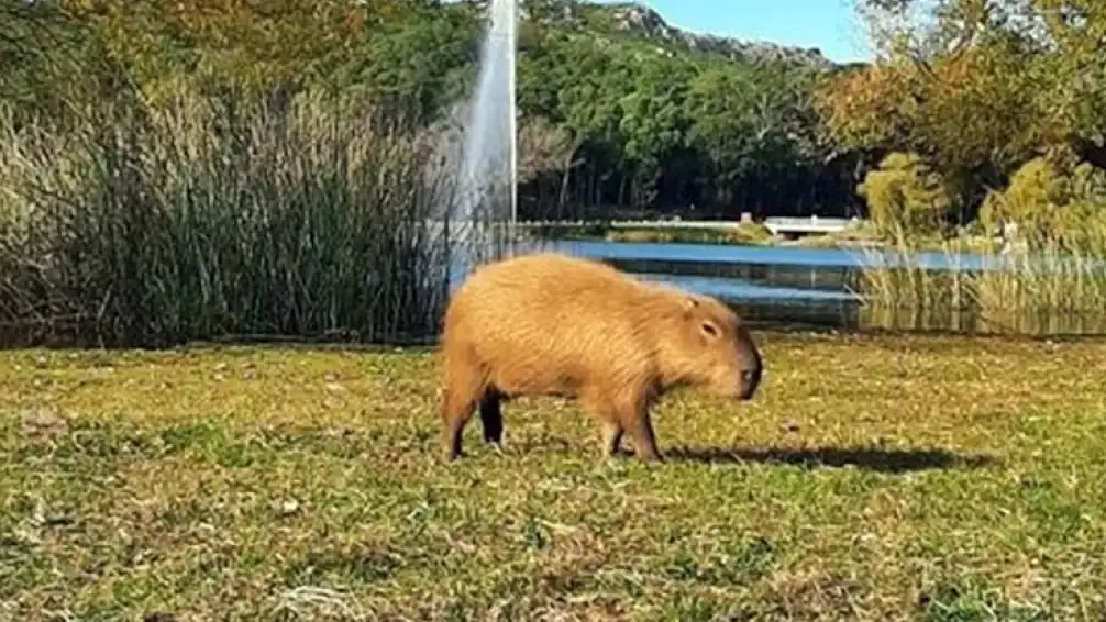 Carpincho