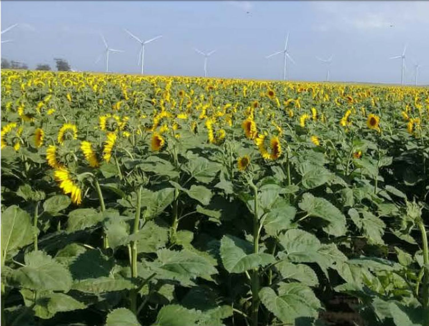 El intenso calor podría poner en riesgo la “cosecha récord”