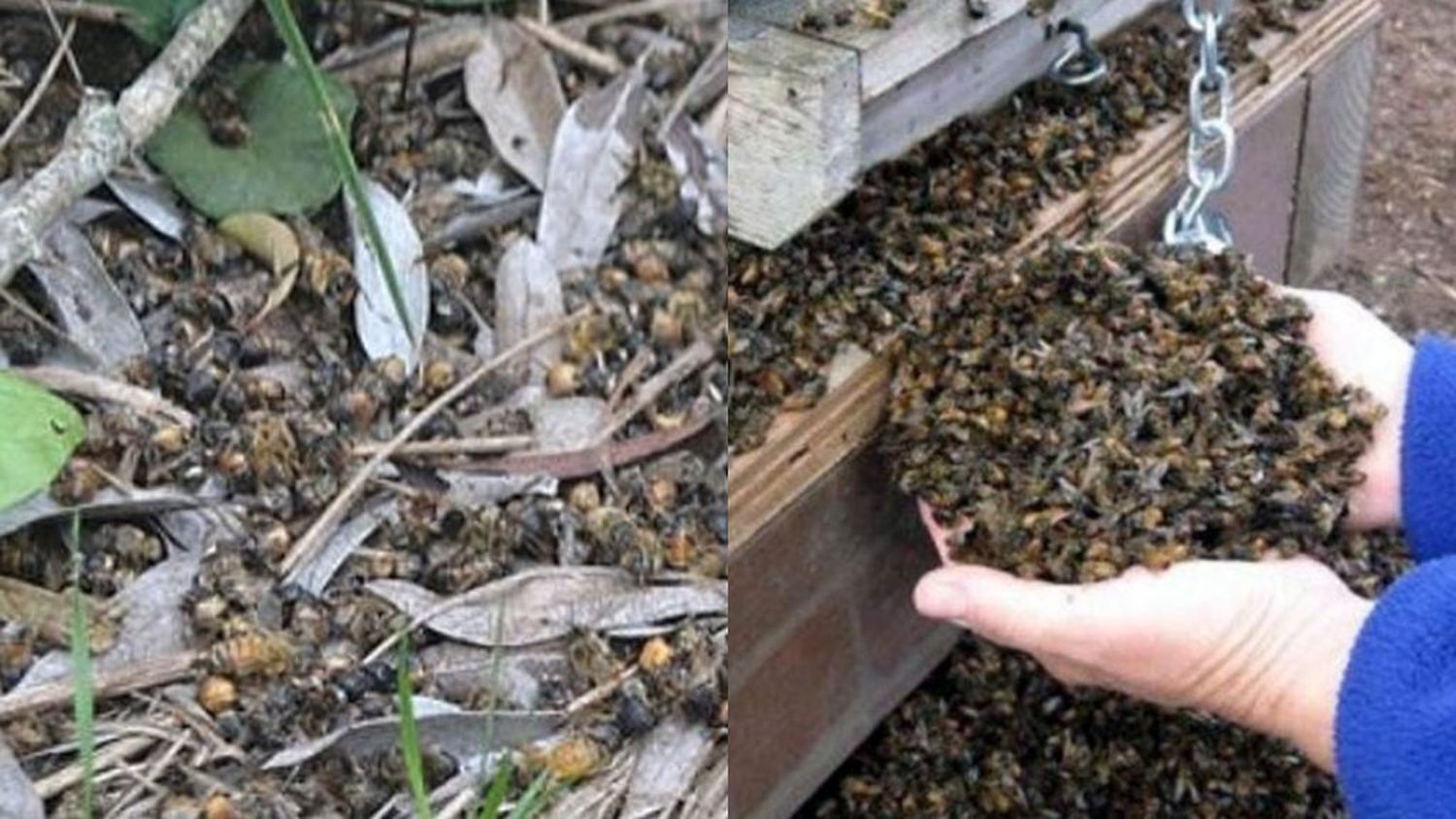 Fitosanitarios: murieron 72 millones de abejas en Córdoba