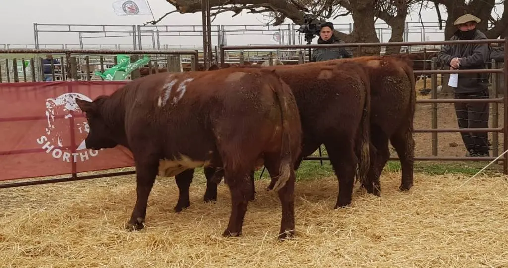 Los Shorthorn de Plaul se afirmaron con el trabajo de los Arzoz
