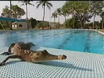 TAN FRESCO: un cocodrilo se da un baño en la piscina de un lujoso hotel en Australia