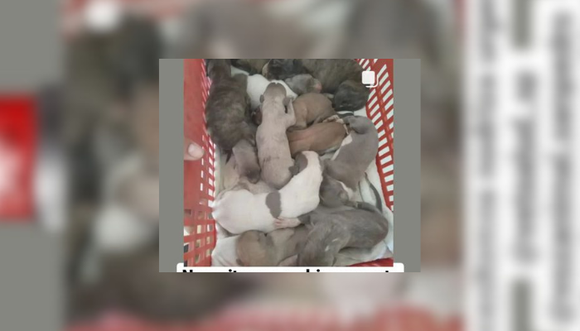 Buscan nodriza para 13 cachorros abandonados