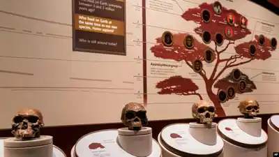 Investigadores vinculan un gen a la aparición del lenguaje hablado